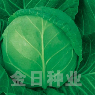 高抗55