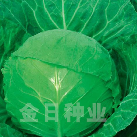 美味四季绿
