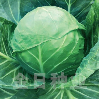 航绿55