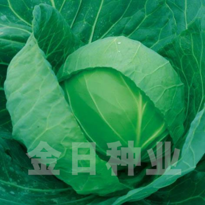 绿球甘蓝