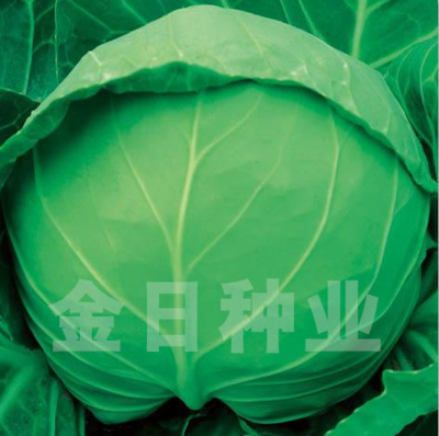 金鼎浓绿