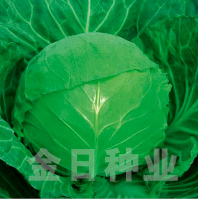 金日春秋宝
