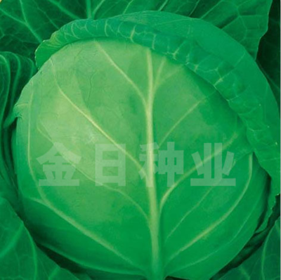 极早40