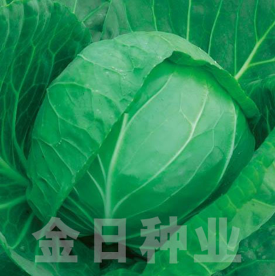 金日全绿