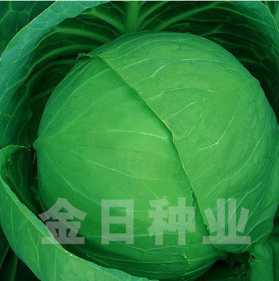 金鼎耐裂宝