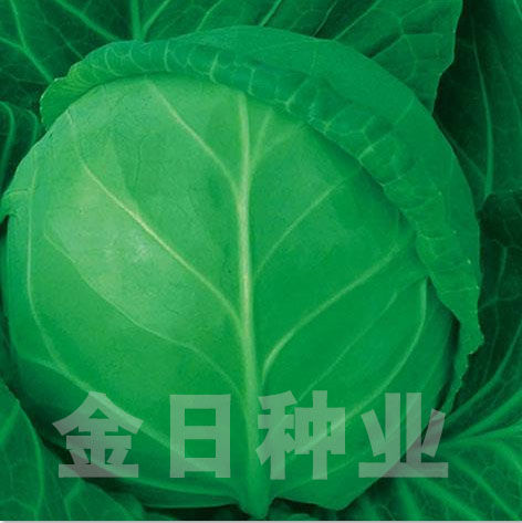 明星甘蓝
