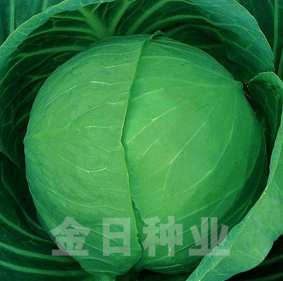 金鼎四季常绿