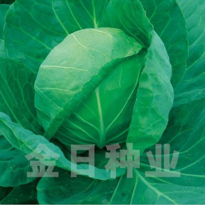 绿钻甘蓝