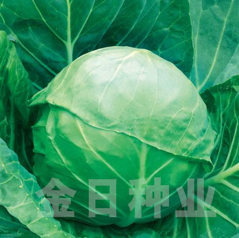 明珠甘蓝