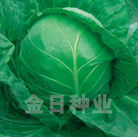 金日十五