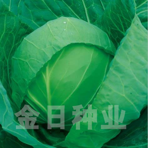 绿宝甘蓝