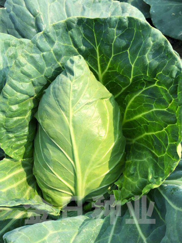 牛心甘蓝（1902）