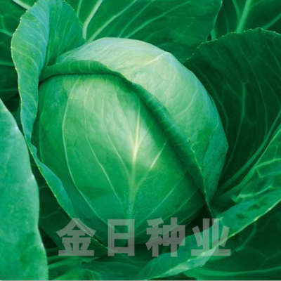 中绿528