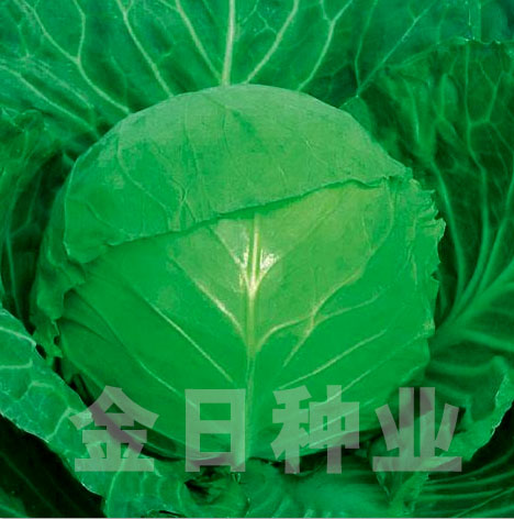 鲜食甘蓝