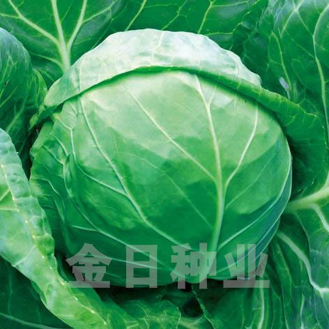 天绿728