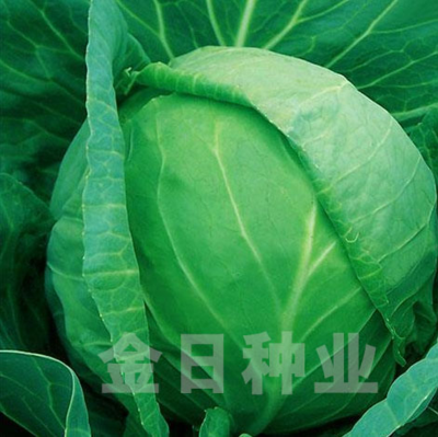 早冠