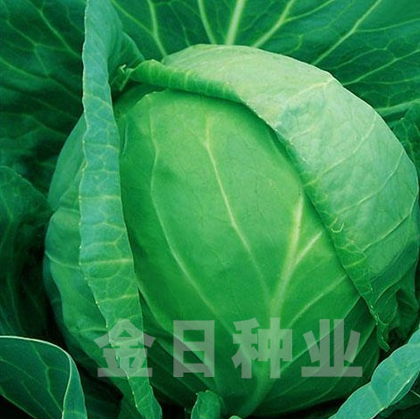 早冠